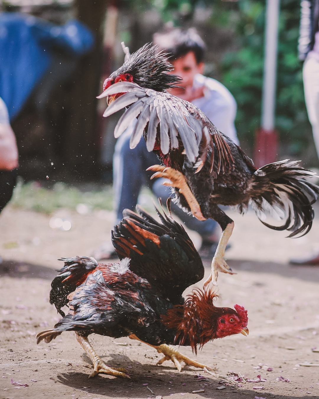 La pelea de gallos